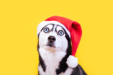 Funny Siberian husky dog  in Santa's cap, concept Christmas holidays and dog emotions
