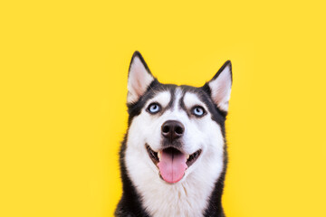 Portrait funny husky dog with big blue eyes on yellow background. Surprise concept