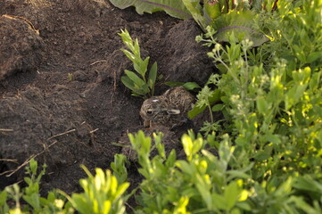 A brown hare leveret in the grass