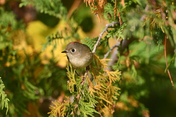 Ruby Crowned Kinglet bird in a cedar tree