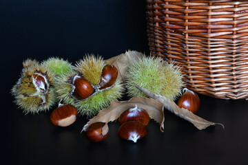 Close up of chestnuts in and out of curls and wicker basket isolated on black background.