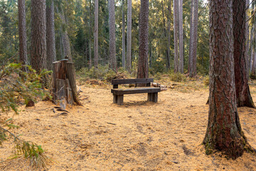Wooden bench in the park. Sunny autumn day in a larch grove. The path in the forest is covered with yellow needles of larch