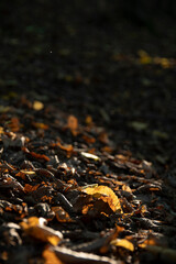 Yellow leaf on the ground of a tree, against the background of other orange, yellow and green leaves and trees in the autumn forest.autumn background. Beautiful artistic light at sunset.Close up