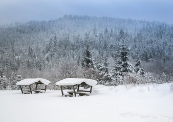 Beautiful winter landscape for the background, pine covered with snow, Christmas cards, Carpathian Mountains
