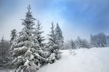 Beautiful winter landscape for the background, pine covered with snow, Christmas cards, Carpathian Mountains