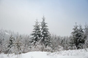 Beautiful winter landscape for the background, pine covered with snow, Christmas cards, Carpathian Mountains