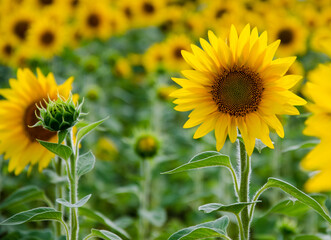beautiful sunflowers. natural light. sunflowers close up