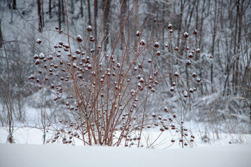 Winter snow-covered bush with berries in a forest.