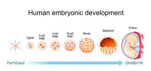Human embryonic development. From Fertilization to Childbirth - obrazy, fototapety, plakaty