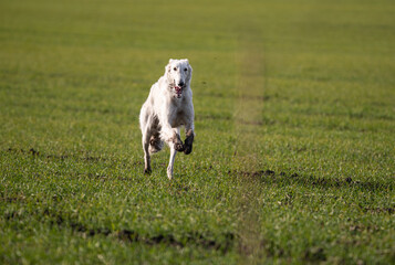 a greyhound in a hunting field runs in search of prey