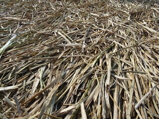 [Peru] Close-up of Totora reeds at Uros Island (Puno)