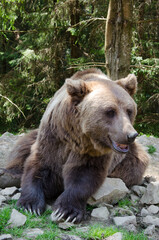 Fototapeta na wymiar portrait of a bear in the wild. beautiful brown bear