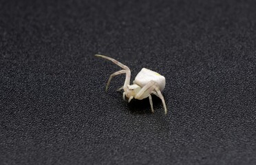 Specimen of white crab spider,  Thomisus onustus Thomisidae, on black background, macro, Misumena Vatia