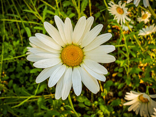 Obraz premium daisy in the garden