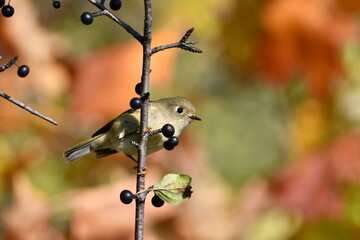 Ruby Crowned Kinglet bird perched in a buckthorn bush 