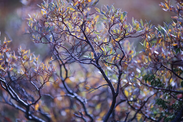 Atumn flora