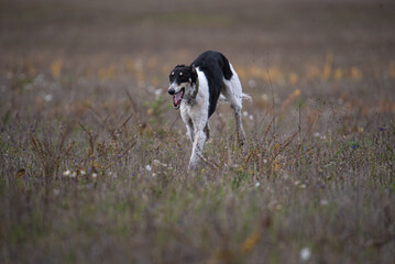 a greyhound in a hunting field runs in search of prey