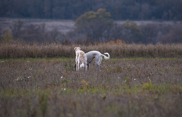 a greyhound stands in a field while hunting