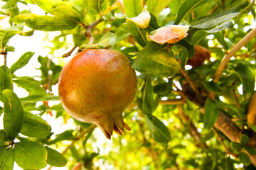 Unripe green-red pomegranate hanging on tree branch among leaves. Punica granatum. Fresh raw natural exotic fruit in the garden at warm sunny day. Summer harvest. Fruit trees in the garden, orchard.