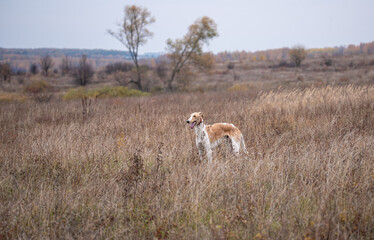 a greyhound stands in a field while hunting