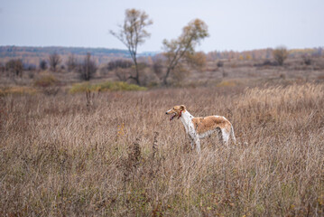 Naklejka na ściany i meble a greyhound stands in a field while hunting