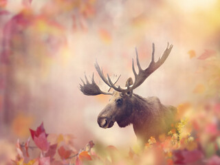 Wild Moose in the Autumn Forest