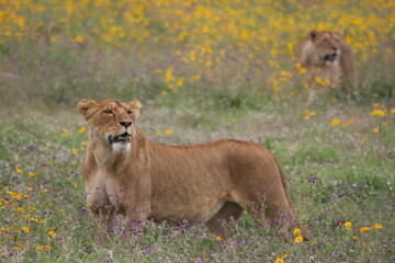 Portrait of a wild lion (Panthera leo) hunting inside the Ngorongoro Crater Tanzania