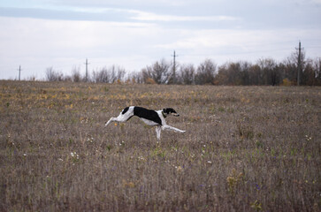greyhound hunting in the field