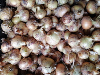 Onions, not yet peeled, are scattered to dry after the fall harvest. Close-up photo. View from...