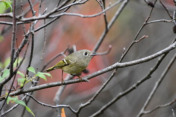 Ruby Crowned Kinglet bird in fall forest