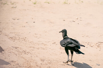 The black vulture (Coragyps atratus)