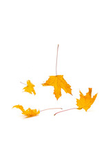 Separately carved areas of yellow dry maple leaves in different angles. The shadow below the element. Autumn leaf fall season. White isolated background