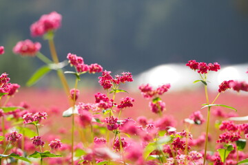 赤そばの花