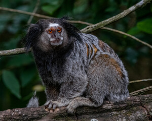 A little monkey sitting on a tree branch