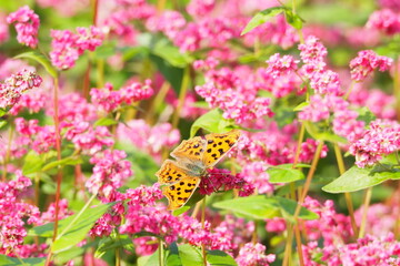 赤そばとタテハチョウ