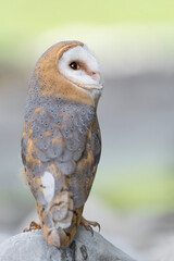 Vertical portrait of Barn owl (Tyto alba)