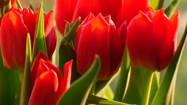 Beautiful bouquet of red spring tulips on the windowsill on a sunny day