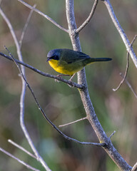 A small, colorful, songbird perched on a tree branch
