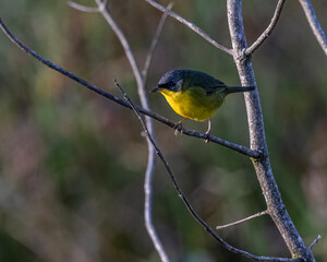 A small, colorful, songbird perched on a tree branch