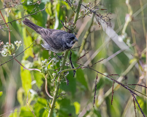 A small, seed-eating bird perched on grass stalks