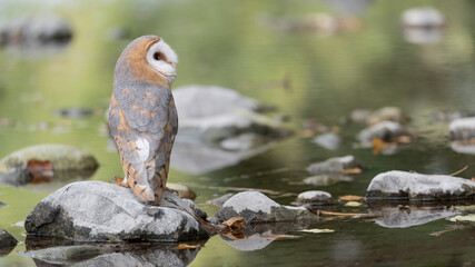 Barn owl on the river, fine art portrait (Tyto alba)