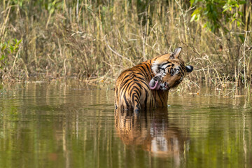 Fototapeta na wymiar wild male tiger cooling off in water with reflection and licking wound by tongue out on forelimb or body parts in natural green background in hot summer during outdoor jungle safari at central india