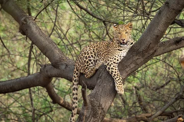 wilde Indiase mannelijke luipaard of panter rustend op boomstam of tak met oogcontact in natuurlijke moesson groene achtergrond in bos of centraal india - panthera pardus fusca © Sourabh