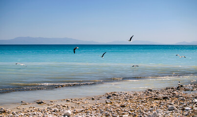 Seagulls soaring by the sea.