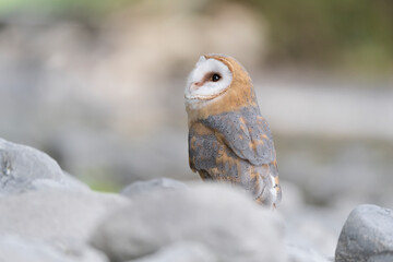Fine art portrait of Barn owl on ground (Tyto alba)