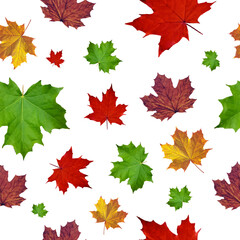 Colorful maple leaf seamless pattern on white background