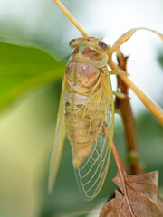 Cigale venant de naître, sortie de son cocon, accrochée à une plante en attendant que ses ailes...