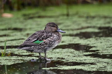 Female Green Winged Teal duck resting on driftwood