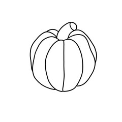 pumpkin illustration