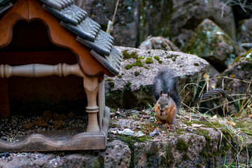 A squirrel clicks pine nuts on a stone. Brown squirrel near the feeder in the forest. Animals in the national park.